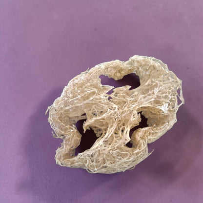 Natural Loofah for Soap, Scrubs &amp; DIY Projects